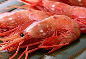 canadian spot prawns 加拿大牡丹虾